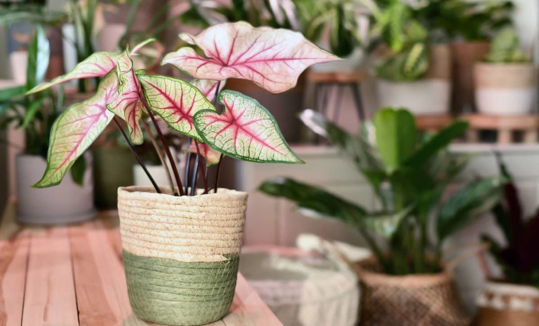 Vasos com plantas ornamentais para decoração