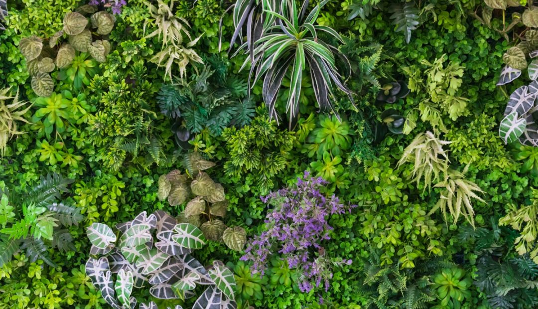 Plantas ornamentais: confira 5 espécies para ter em casa