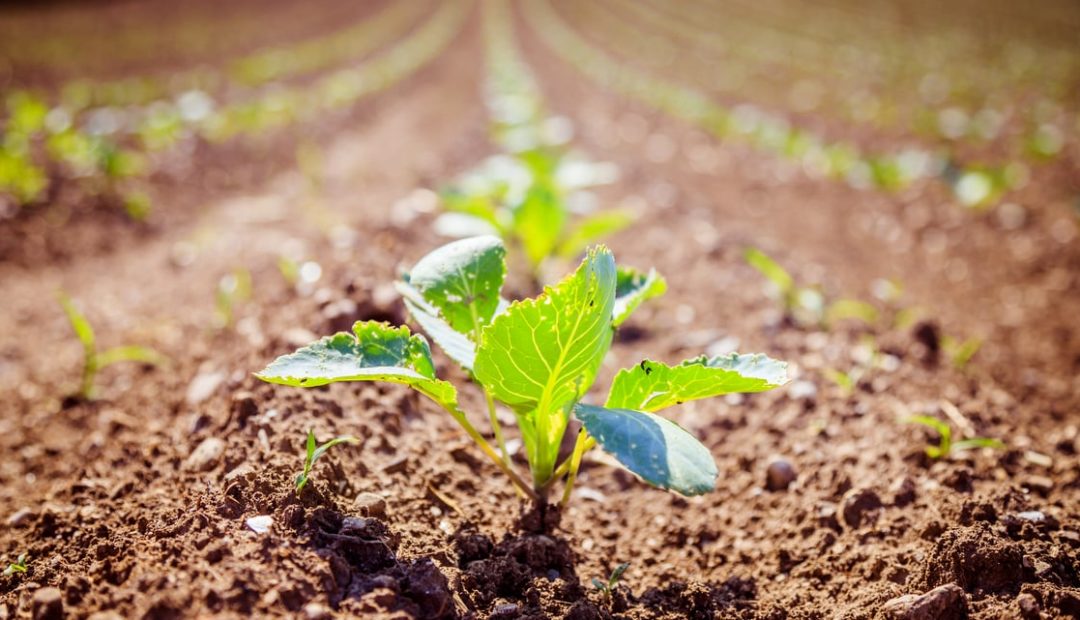 Erros no plantio podem comprometer produção agrícola