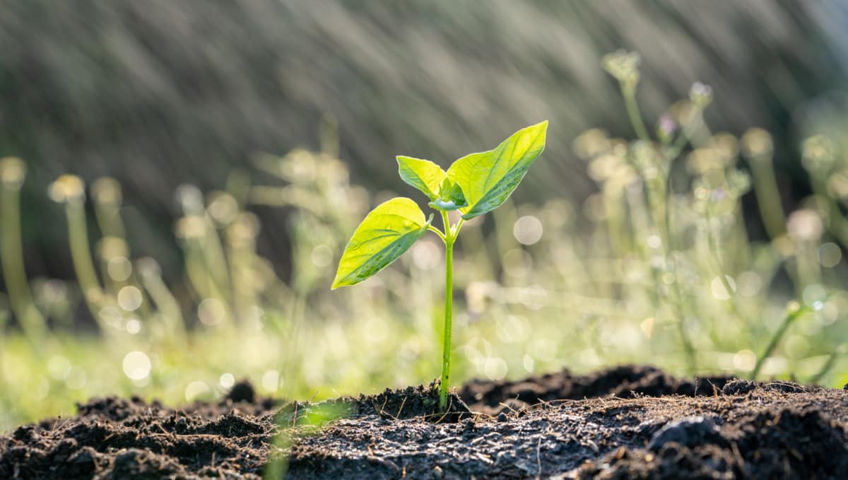 Erros de plantio com surgimento de poucas plantas