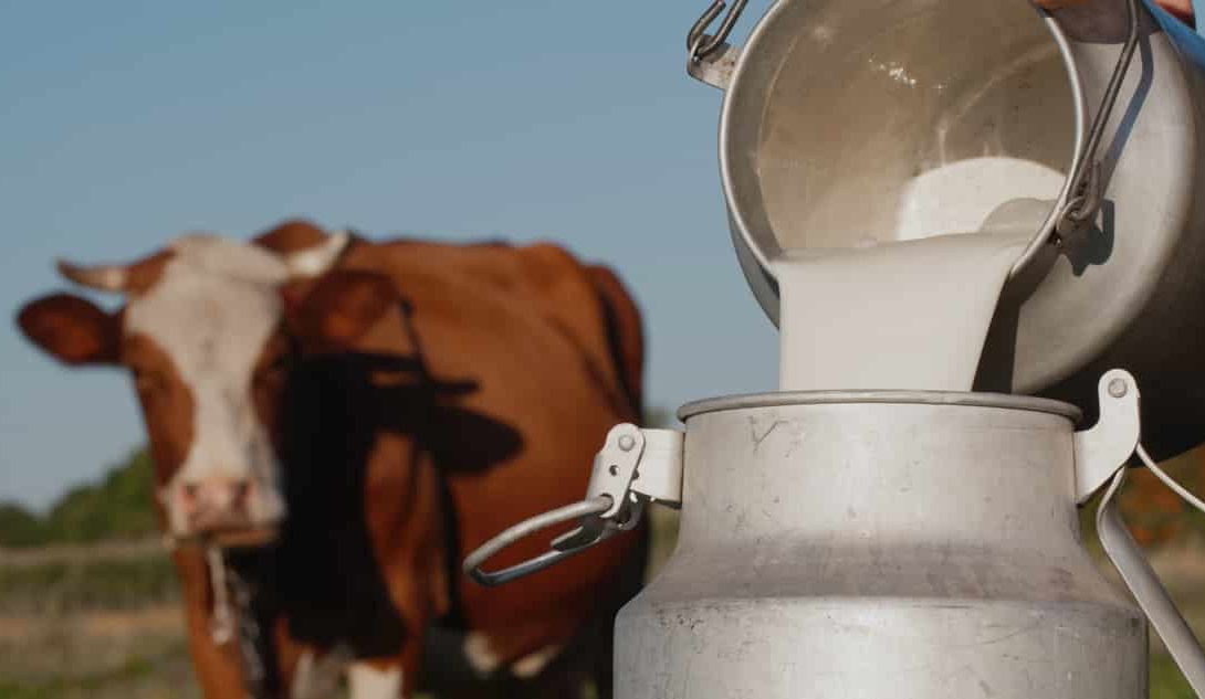Produção de leite, vaca leiteira