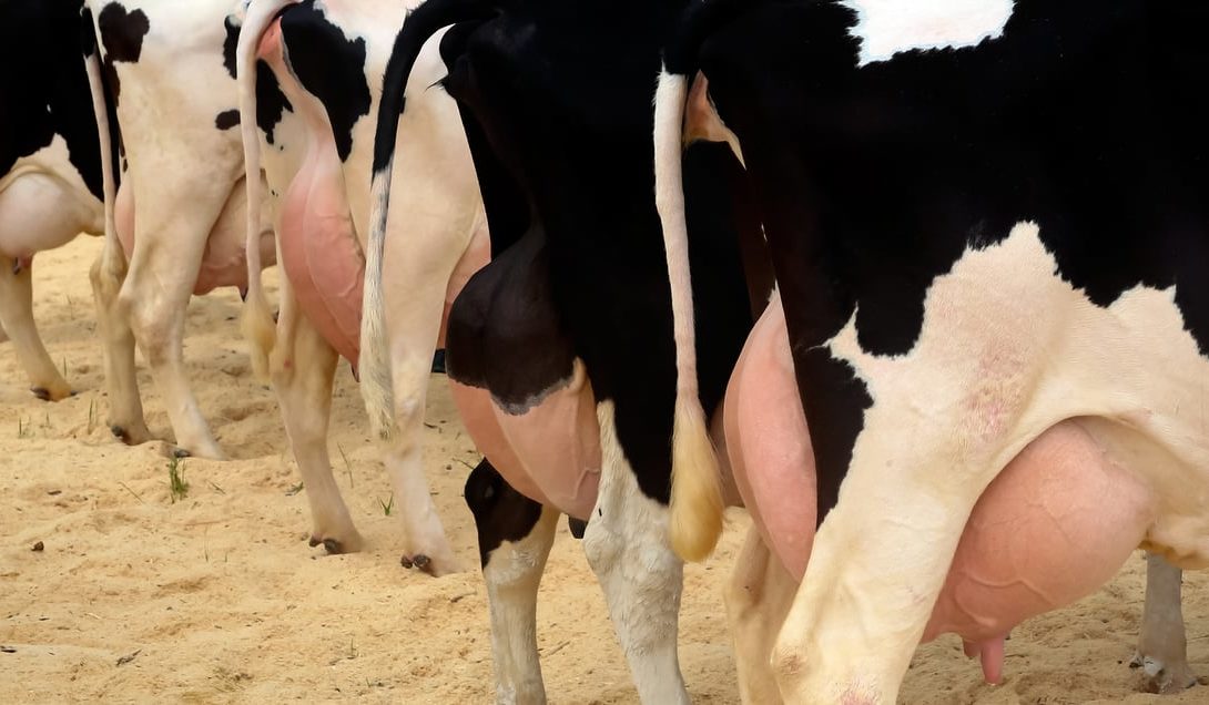 Manejo adequado de vacas leiteiras