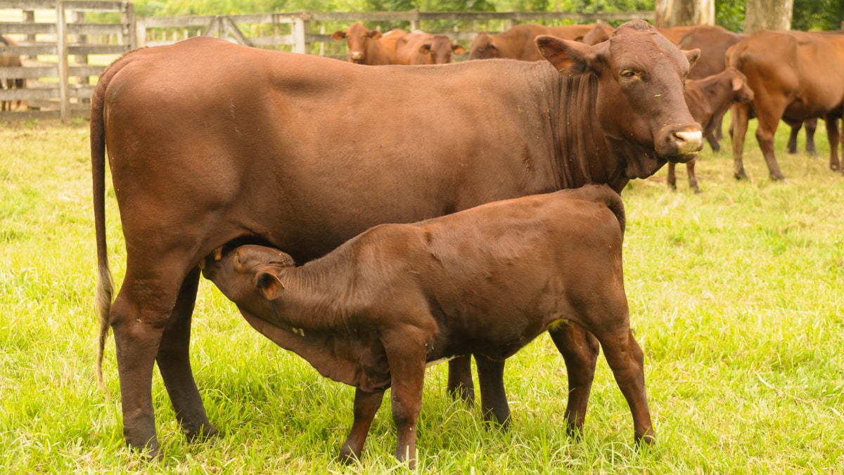Habilidade materna do gado santa gertrudis