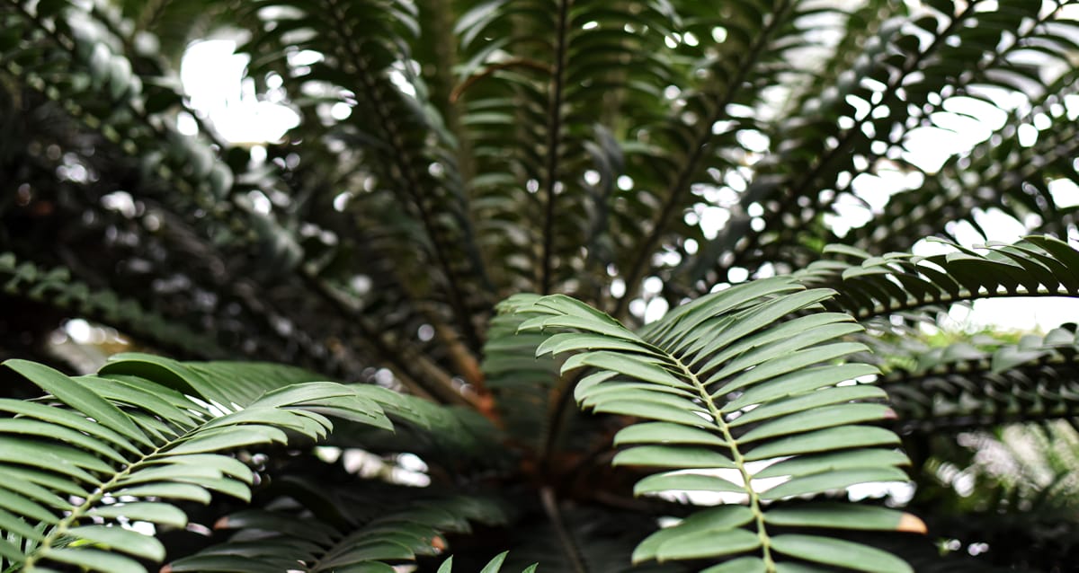 Planta ráfia com suas cores verdes
