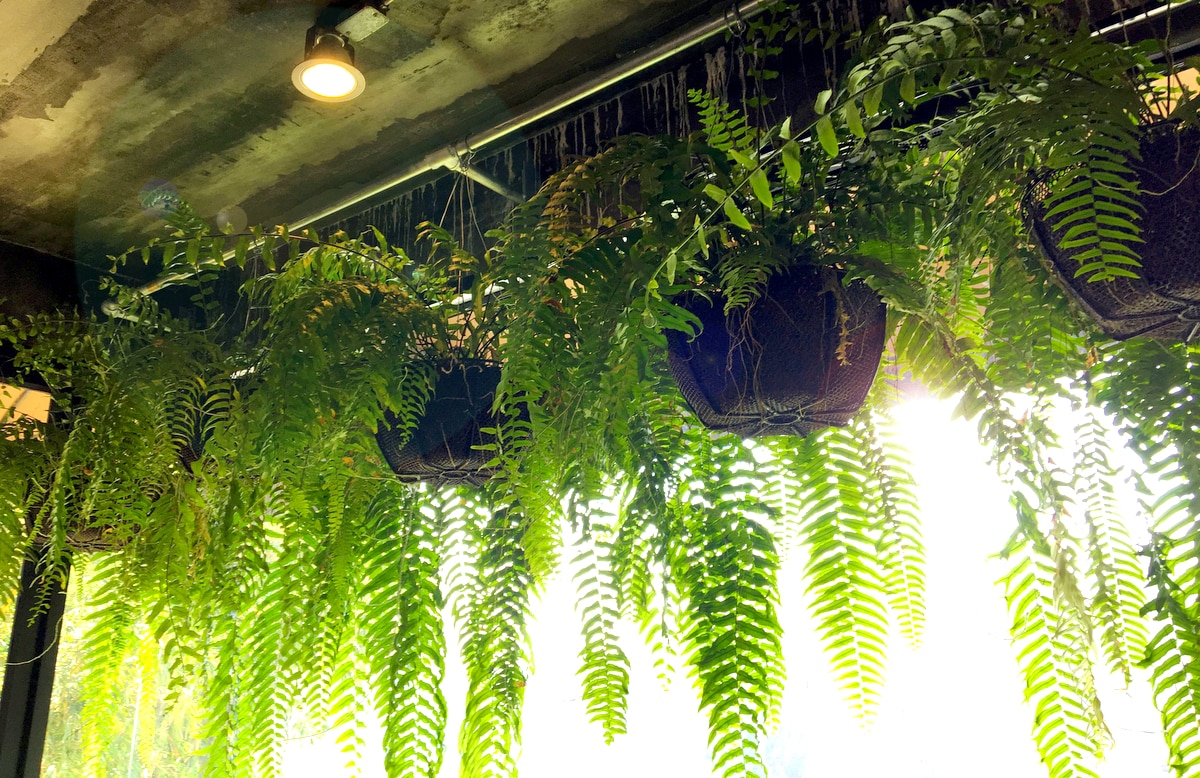 Samambaias tipo de plantas ornamentais