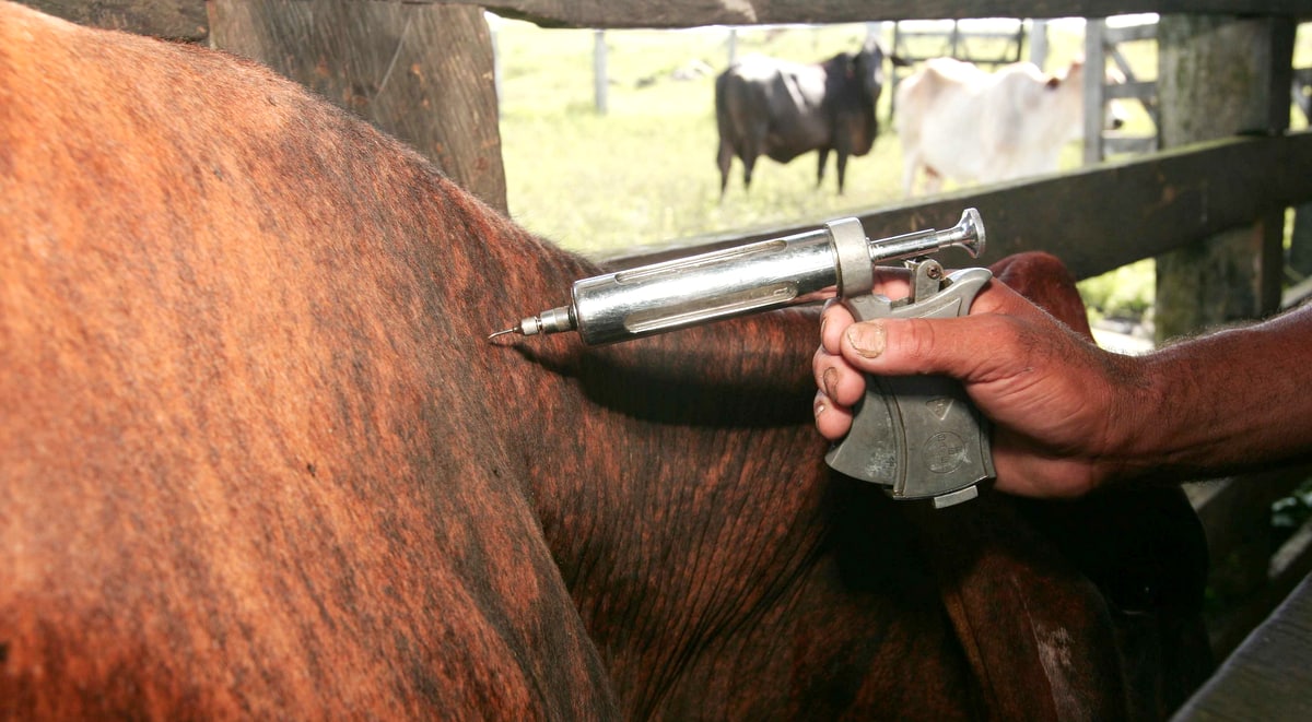 Entre as doenças bovinas, temos a febre aftosa