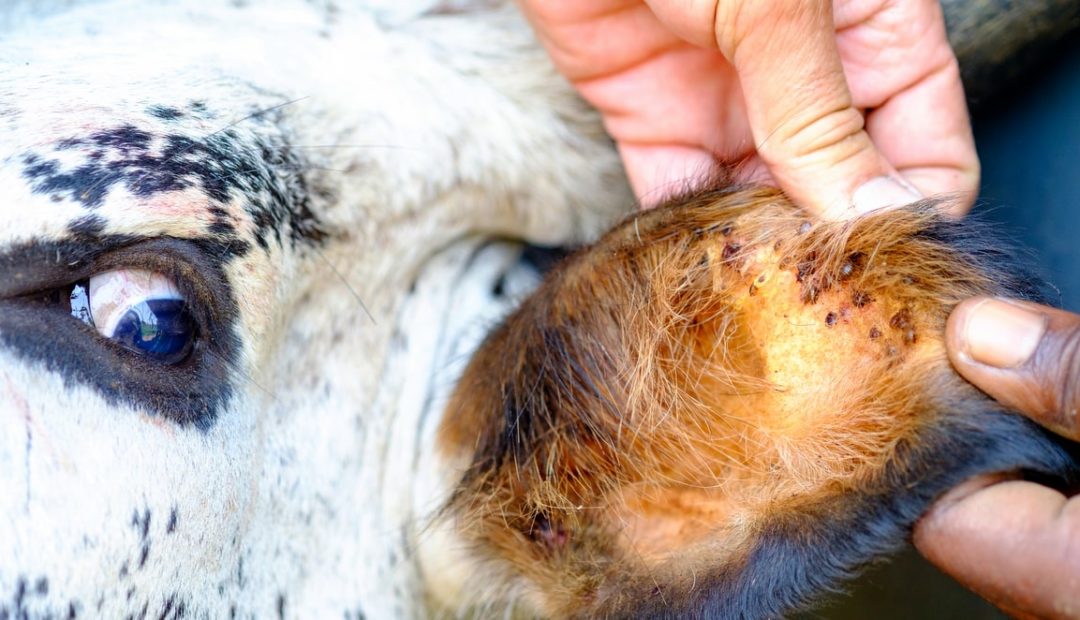 Babesiose bovina: o que é e como fazer o tratamento