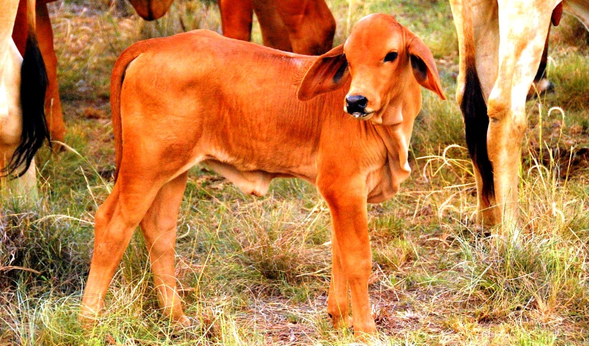 Bezerro da raça brahman crescimento rápido