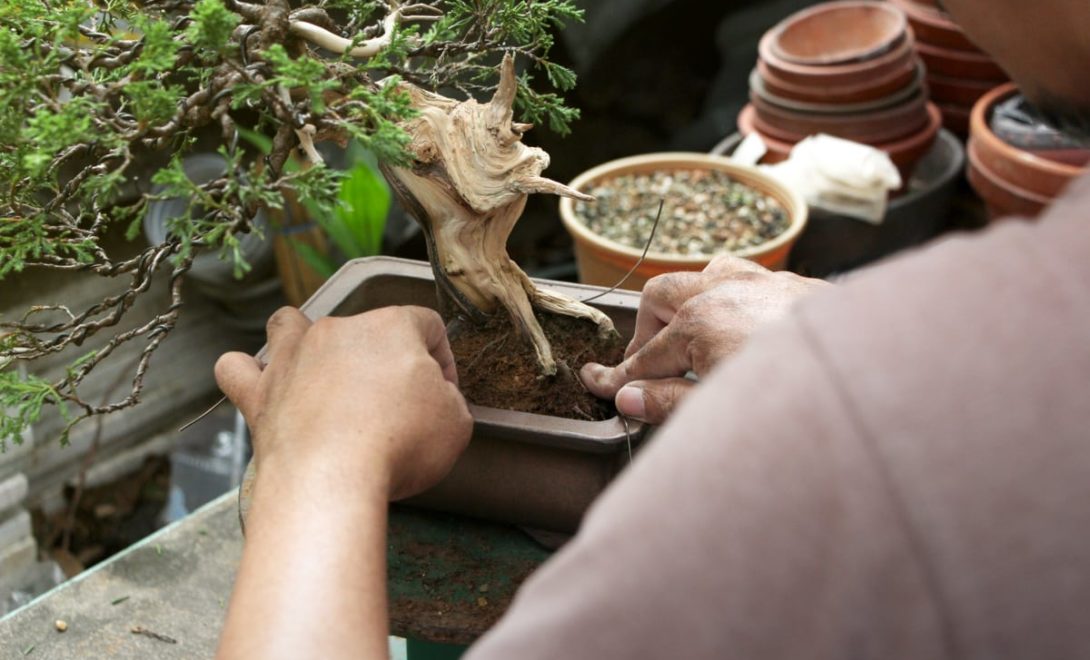 Homem manejando um bonsai