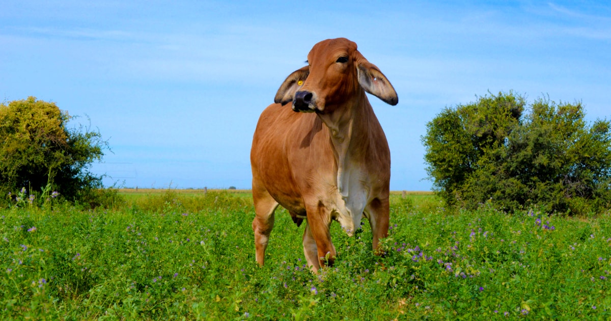 Gado brahman em pastagem