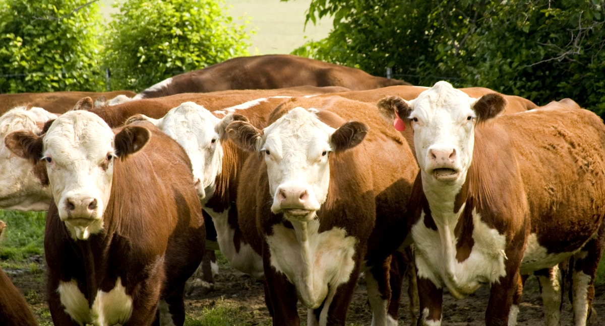 Melhoramento genético da raça hereford