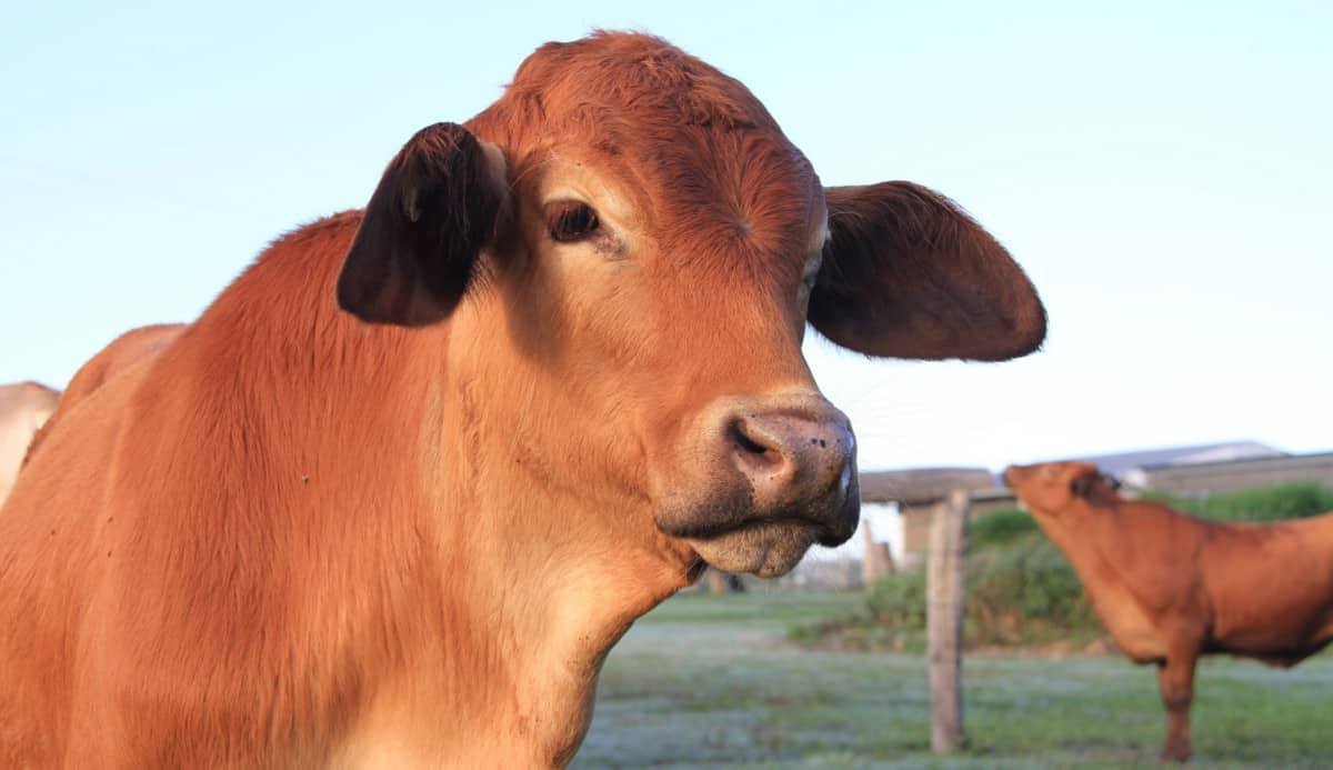 Animais usados em cruzamentos industriais