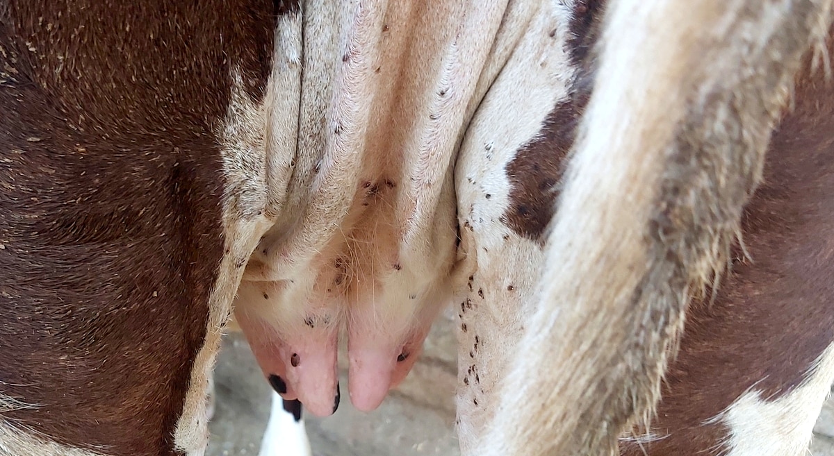 Úbere de vaca com carrapatos. Podem causar a babesiose bovina.