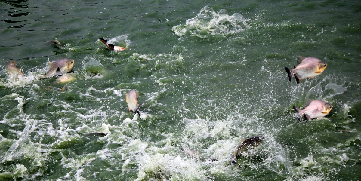 Qualidade da água na criação de peixes