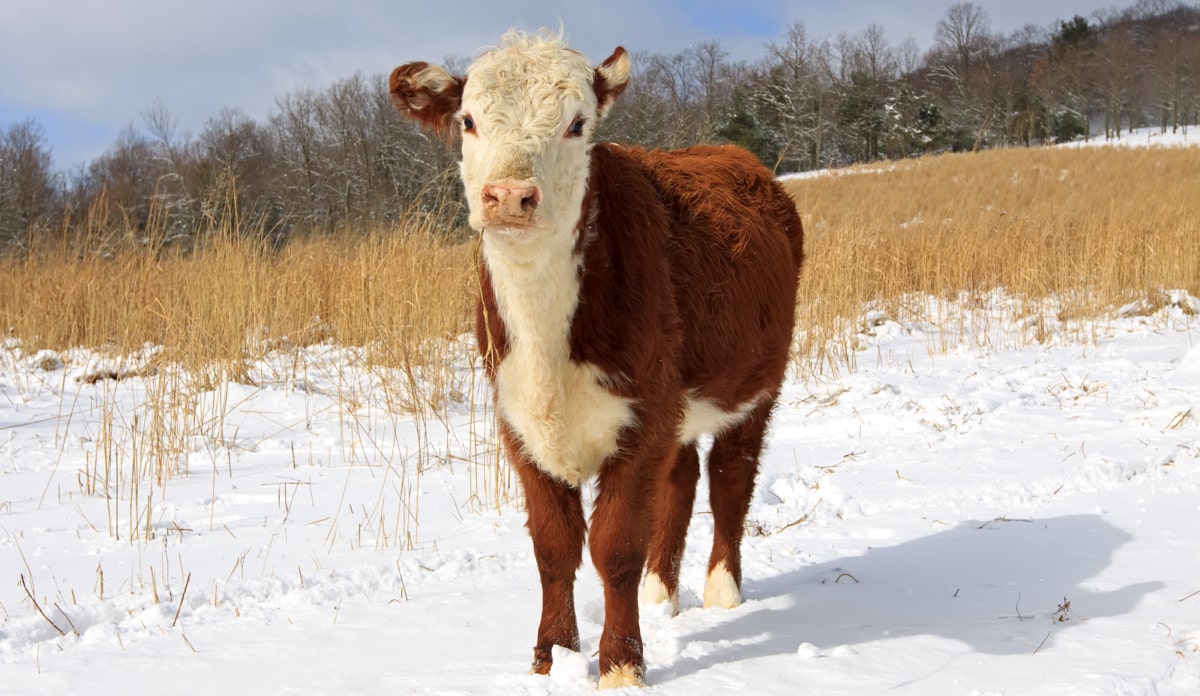 Gado hereford características da raça