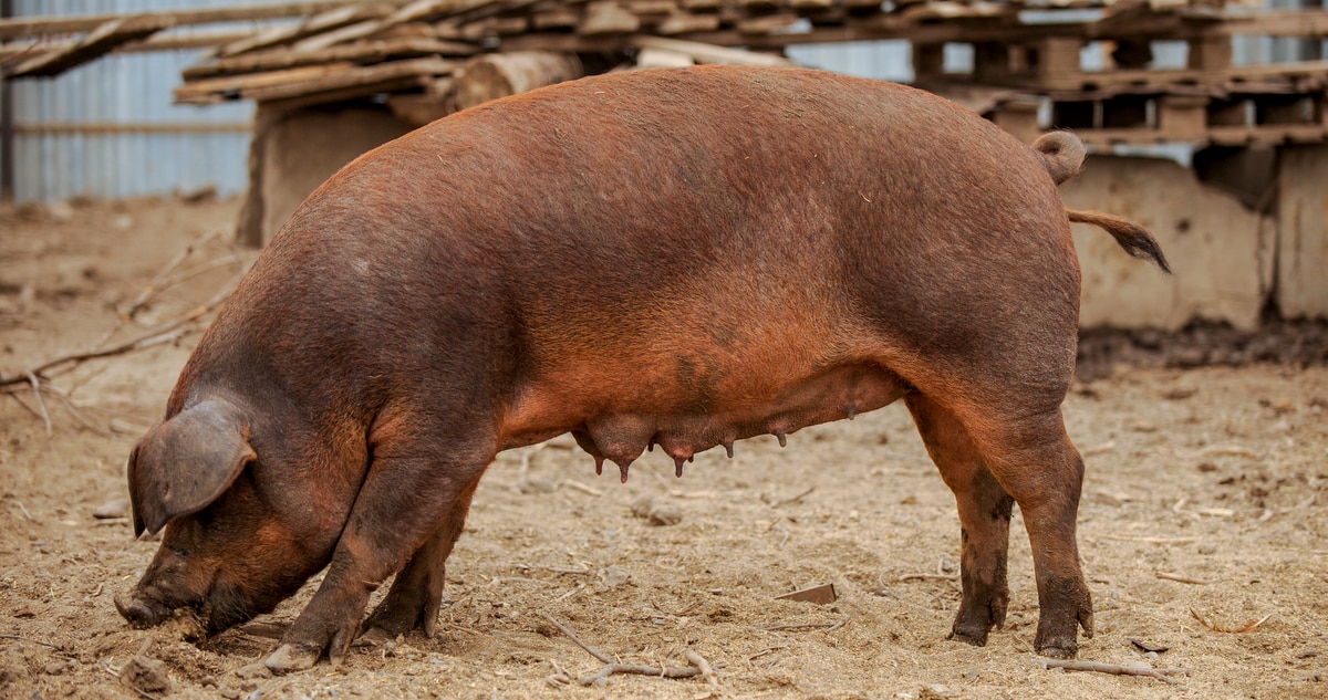 Raças de suínos: características da duroc jersey