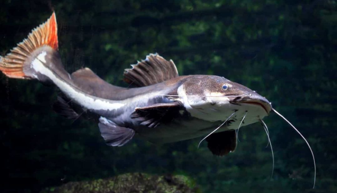 Pirarara: tudo sobre essa espécie de peixe