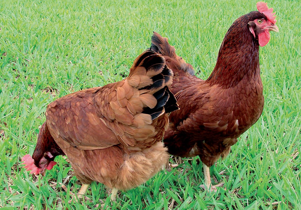 Galinhas da espécie Embrapa 051 ciscando na grama