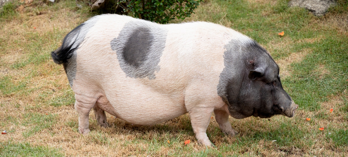 Animal da raça hampshire