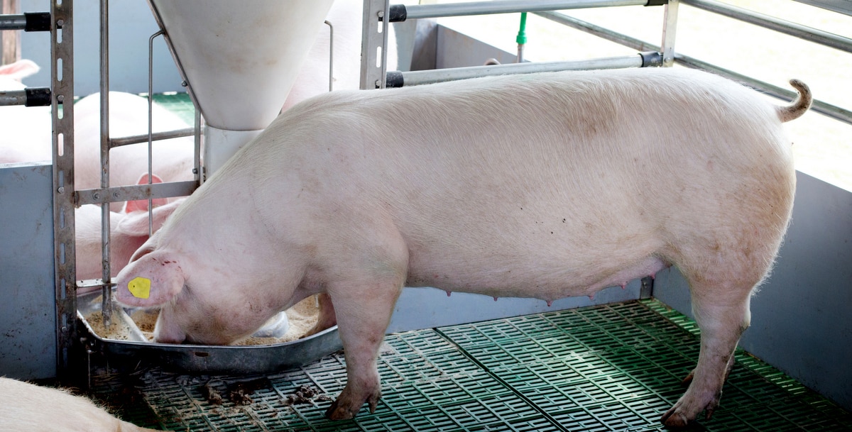 Animal da raça landrace se alimentando