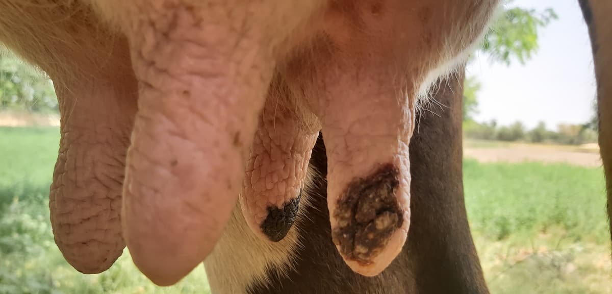 Animal com mastite que prejudica qualidade do leite