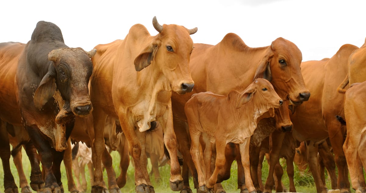 Origem da raça de gado brahman