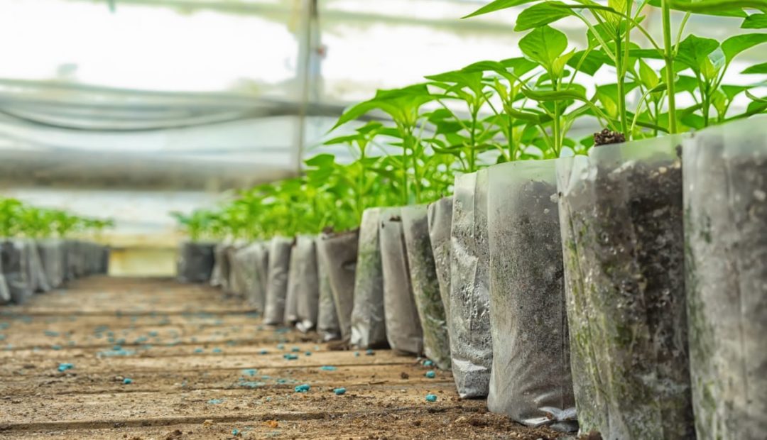 Mudas de plantas: 26 dicas para escolher bem