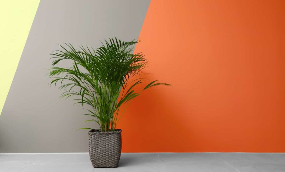 Palmeira areca-bambu plantada em vaso em uma sala