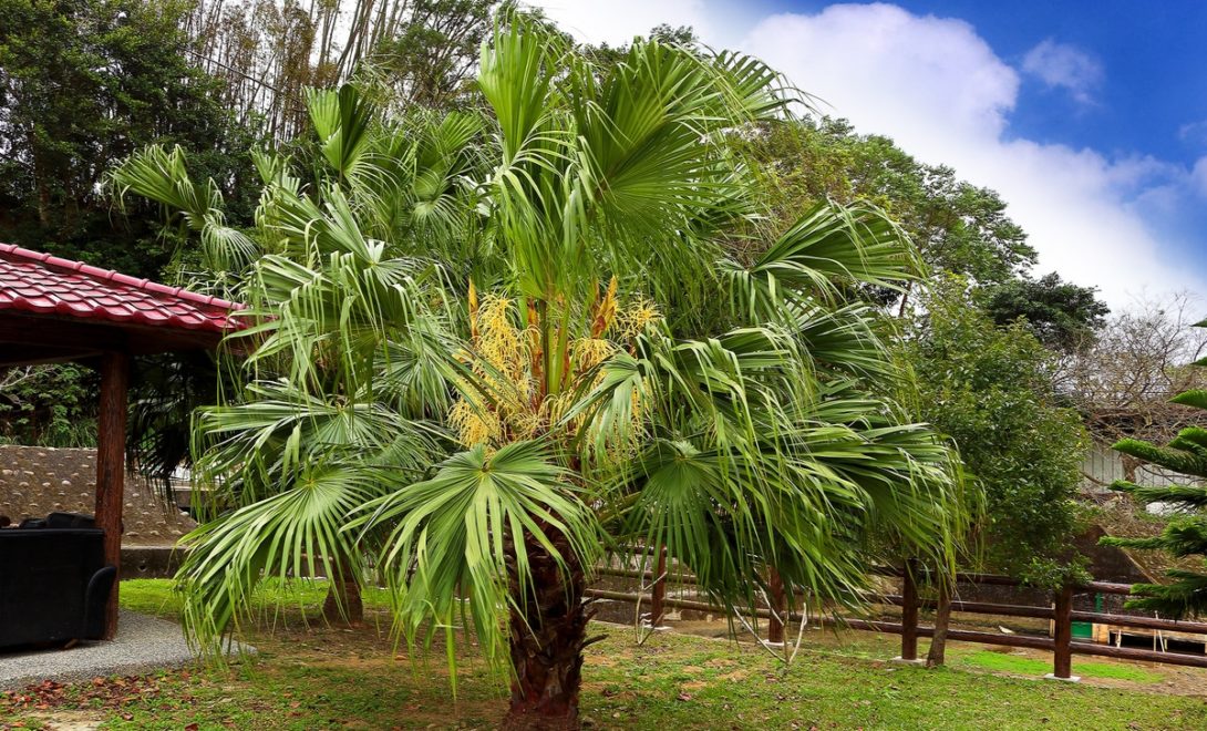 Palmeira leque-da-china em área externa