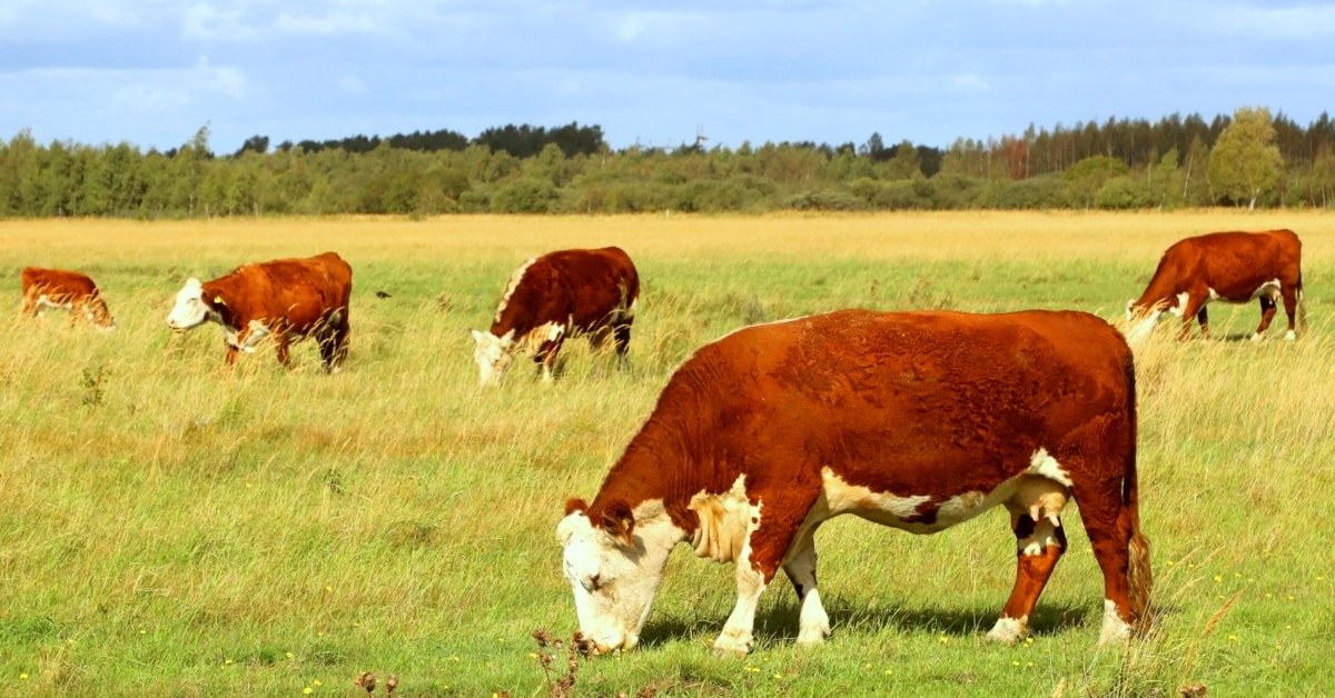 Gado da raça Hereford alimentado a pasto