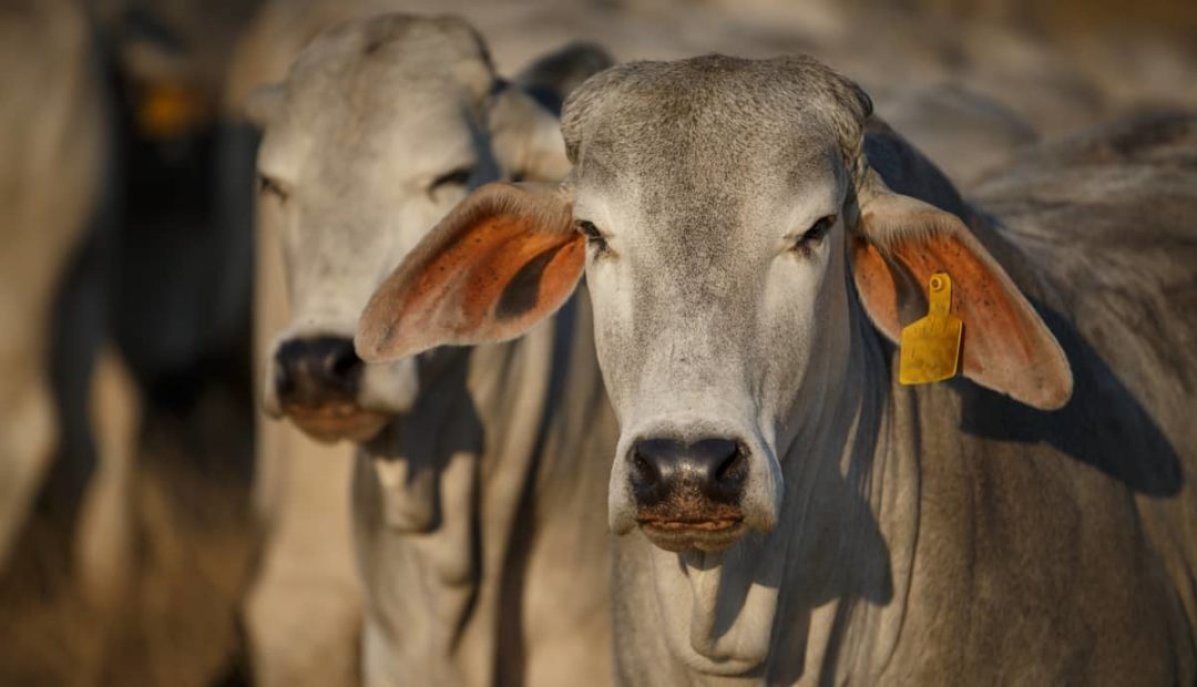 Brahman: conheça essa raça de gado de corte