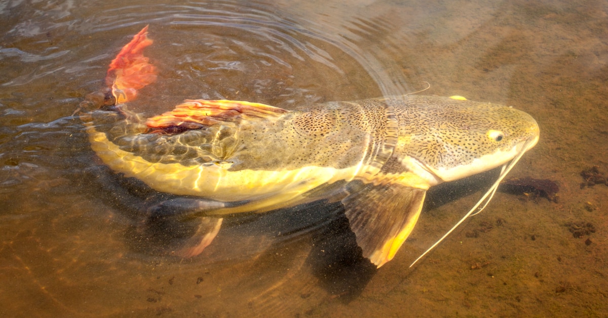 Peixe nadando em águas rasas