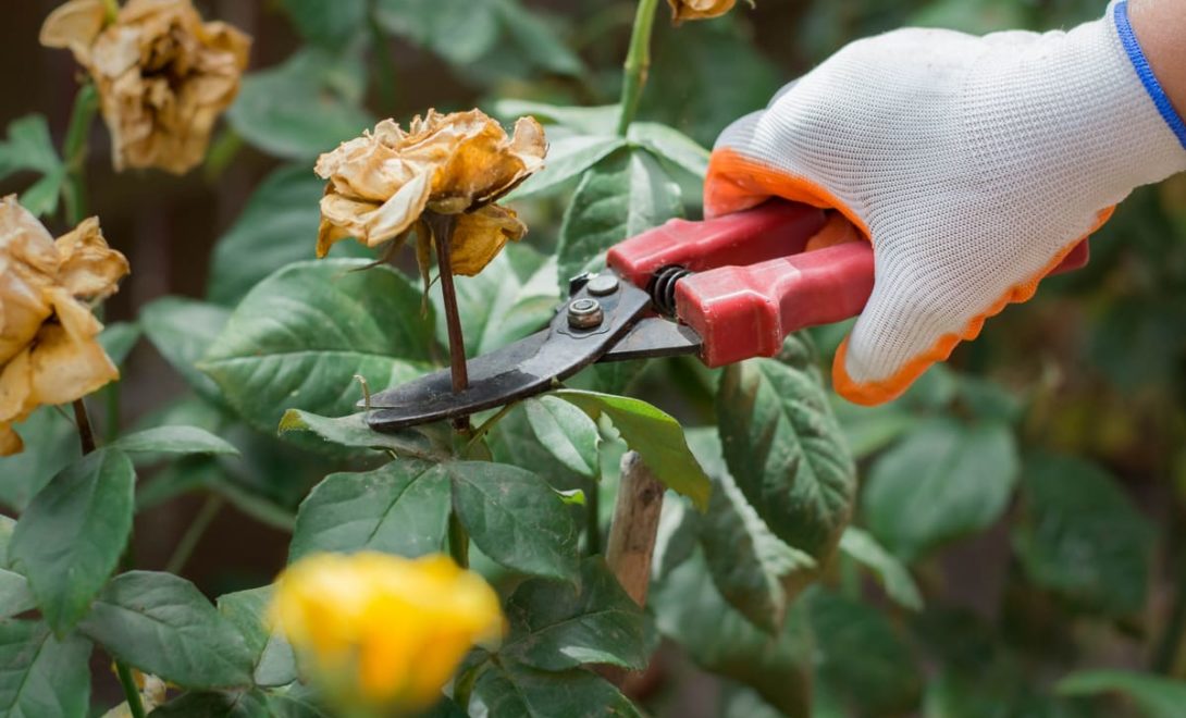 Poda de jardim com retirada de rosas murchas
