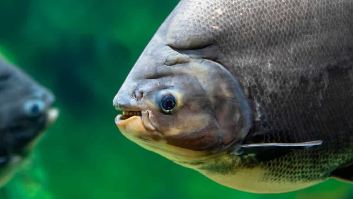 Criação de peixes crescimento no Brasil