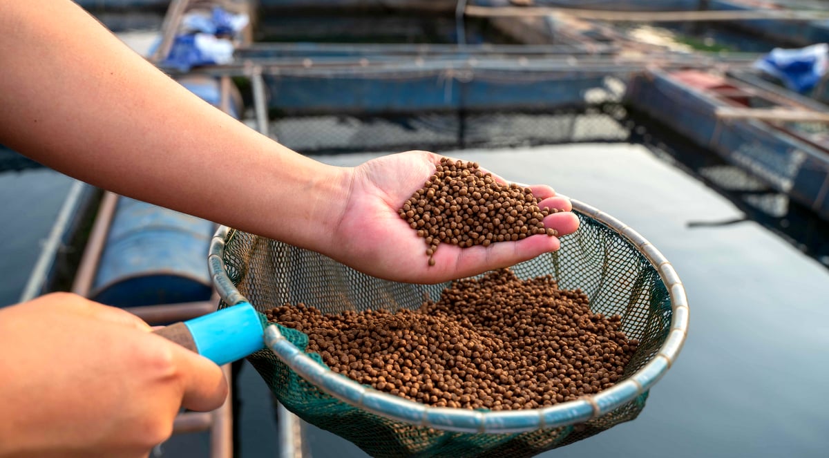 Alimentação de peixes em tanques