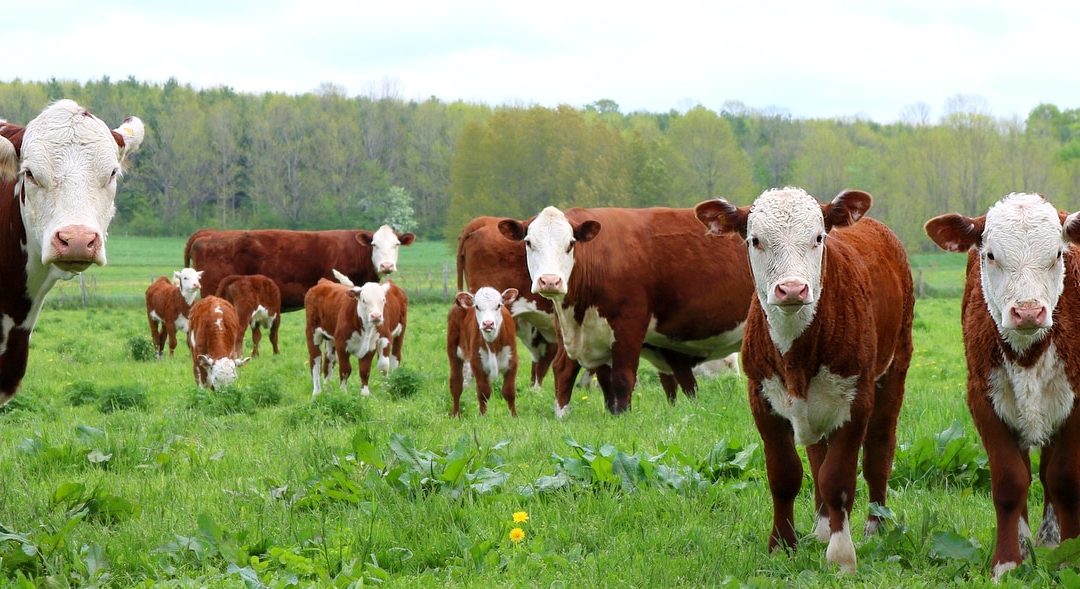 Hereford: características e criação dessa raça no Brasil