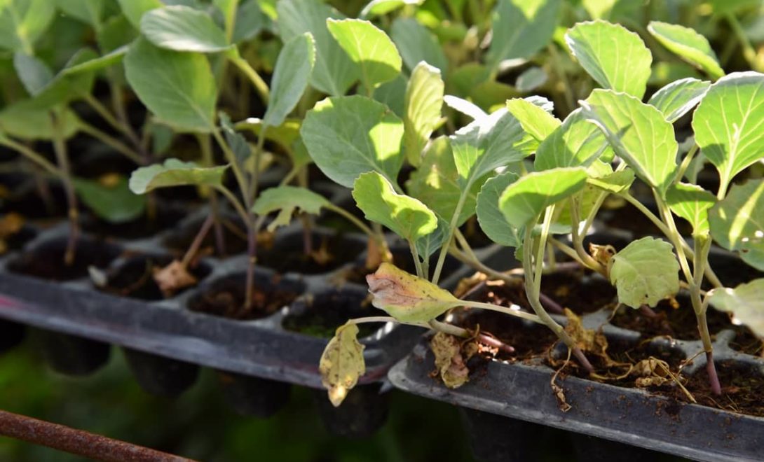 Mudas de plantas em caixotes