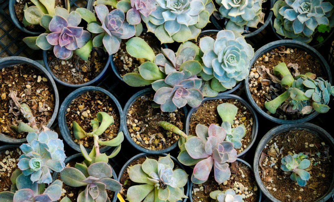 Suculentas para venda