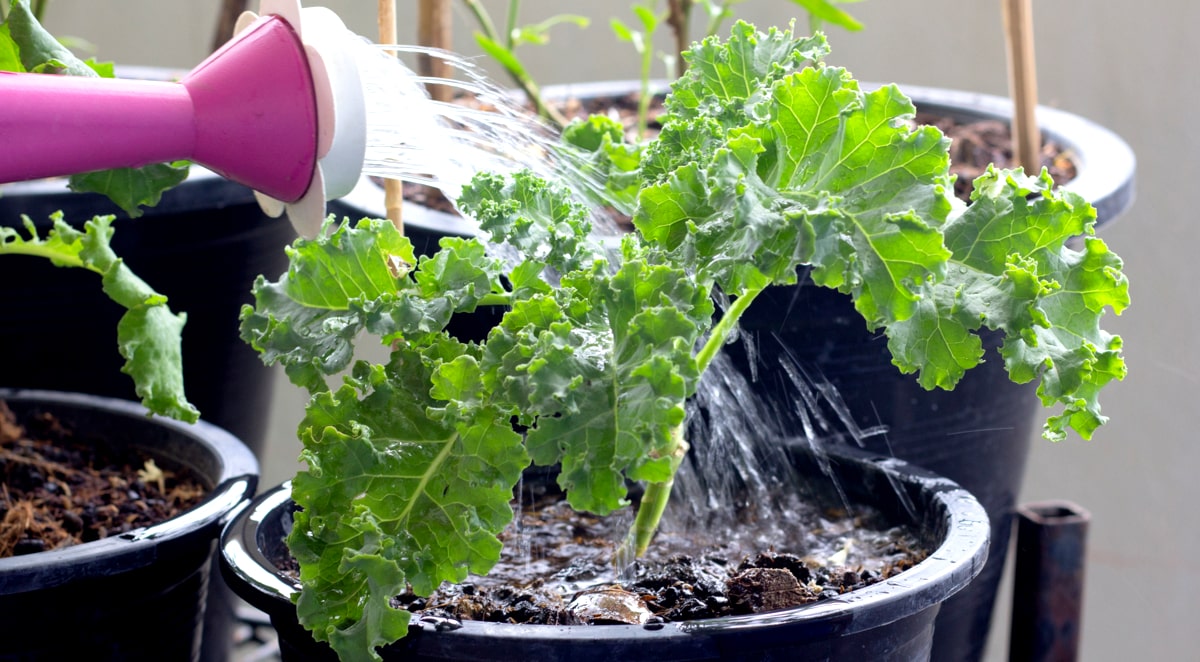 Cultivo de plantas em vasos