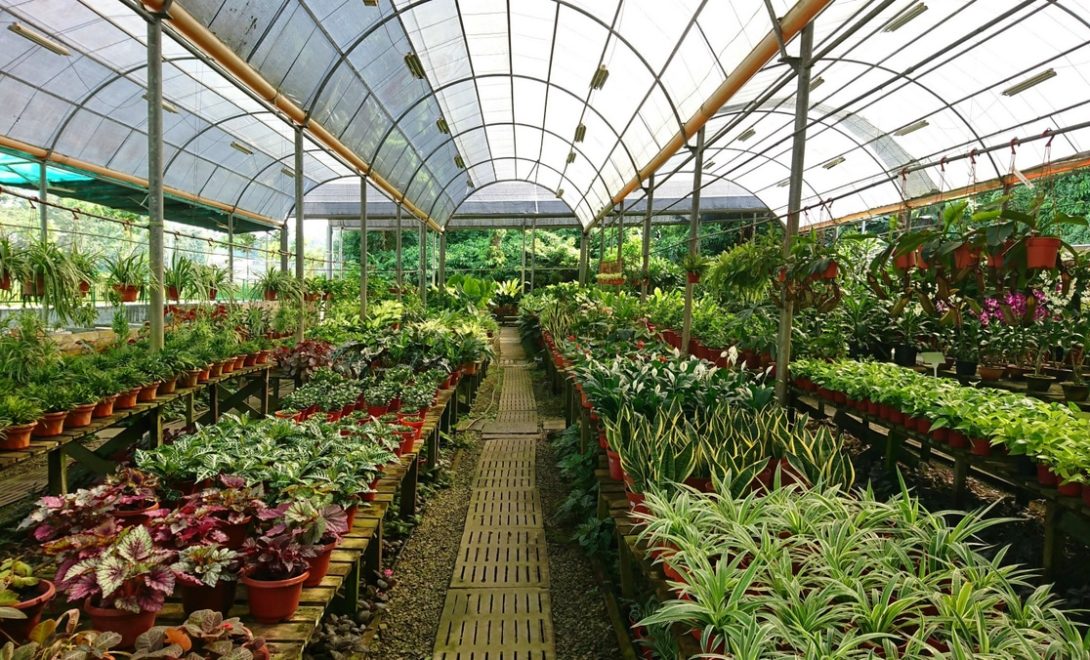 Viveiro de mudas de plantas