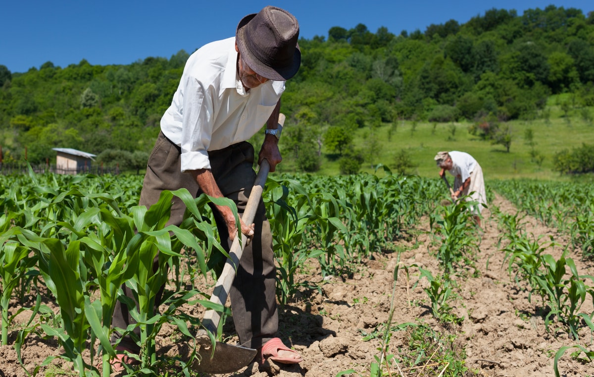 Famílias trabalhando na agricultura de subsistência