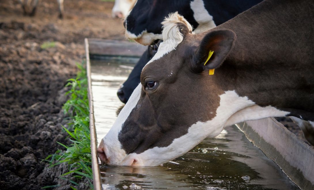 Influência da hidratação e alimentação do leite lina