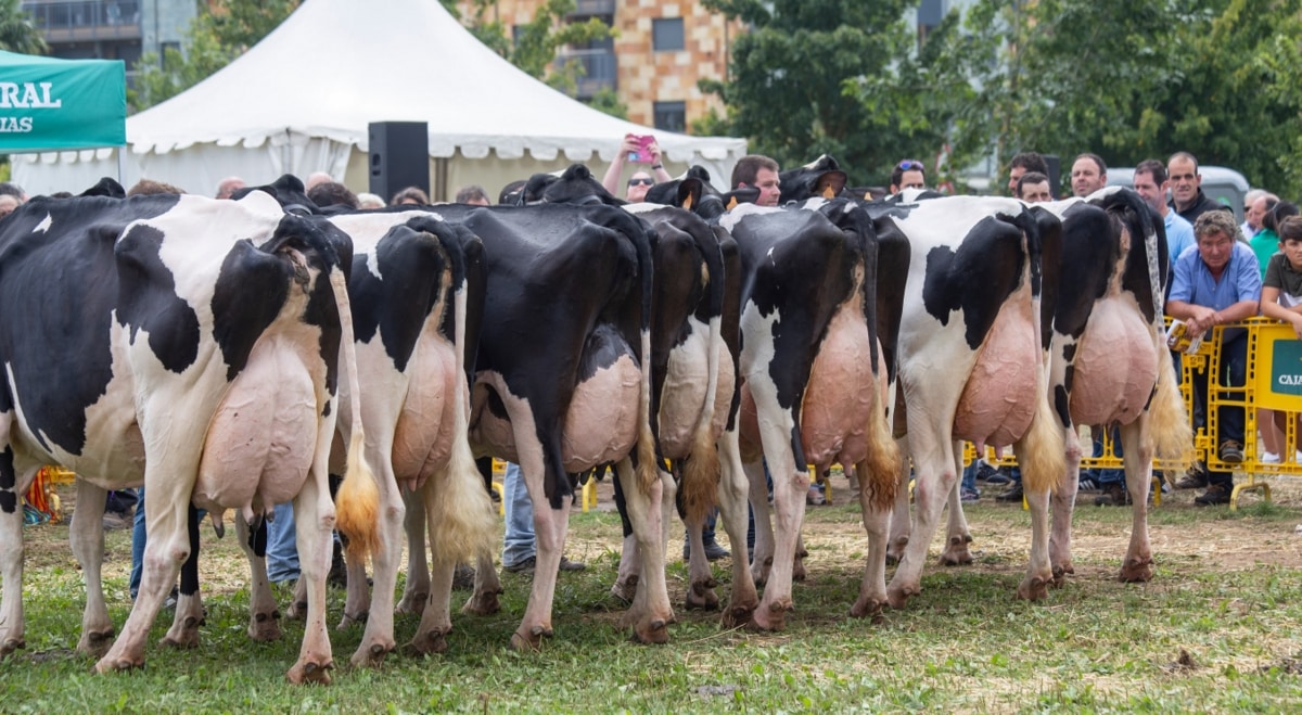 Avaliação de vacas em leilão de gado leiteiro
