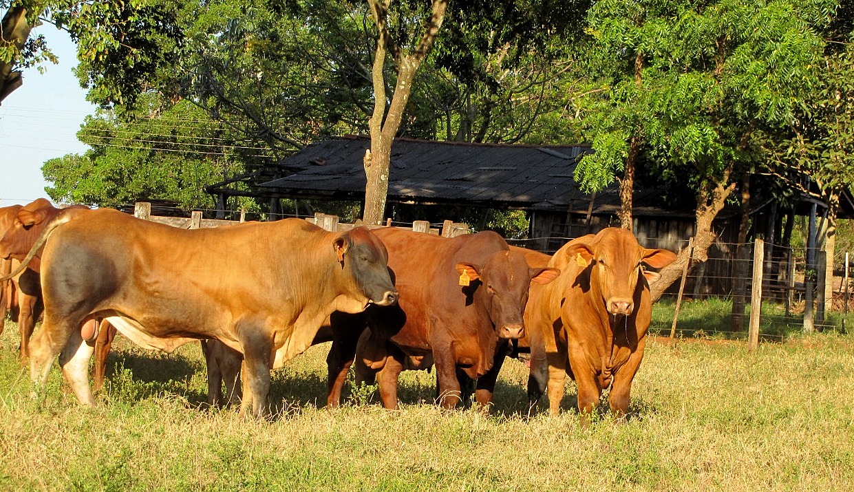Animais da raça montana qualidade da da carne