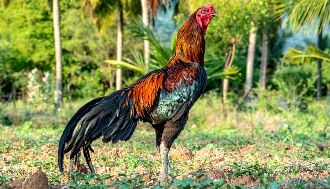 Galo Índio Gigante: características e como criar essas aves