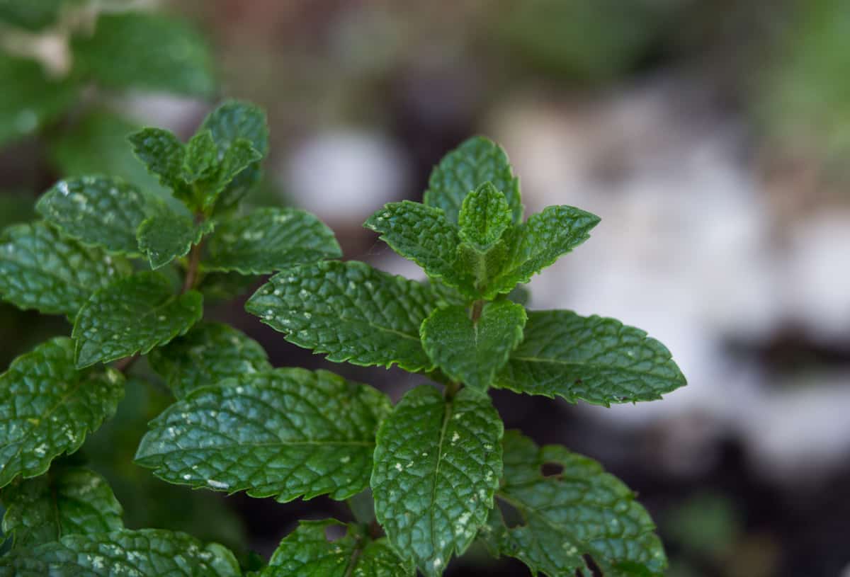 Tipos de hortelã com colocação verde escura