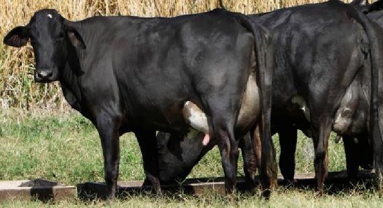 Animais da raça Guzolando se alimentando