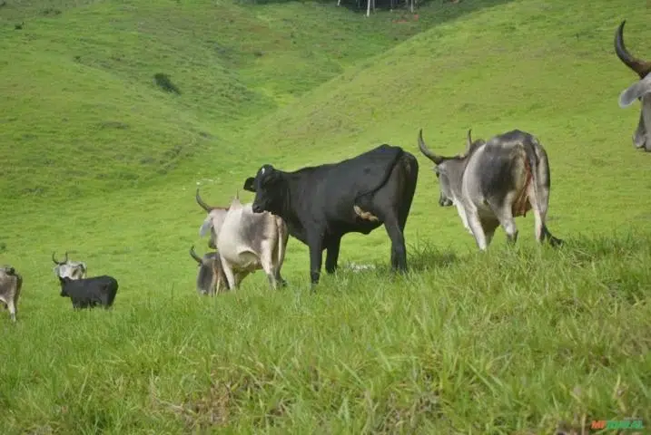 Animais da raça Guzerá e Guzolando no pasto