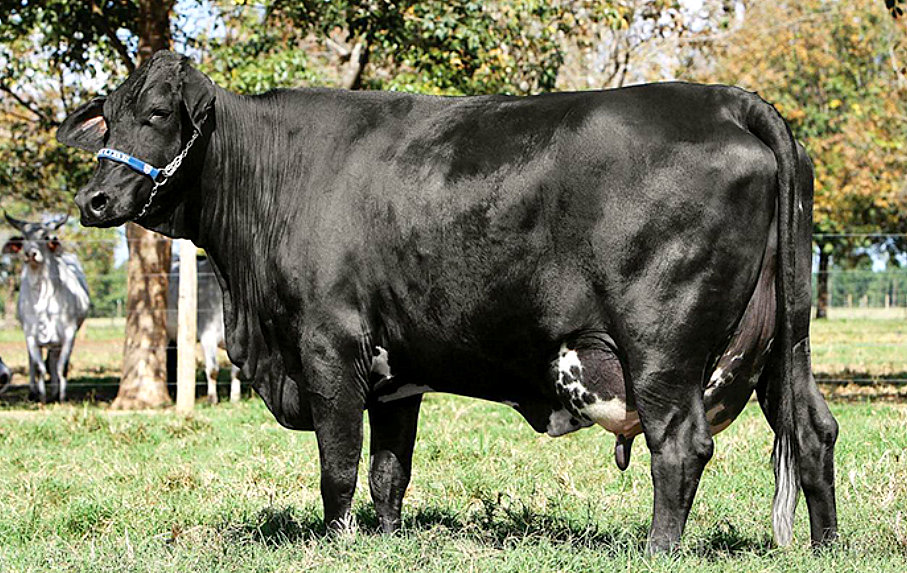Vaca da raça Guzolando
