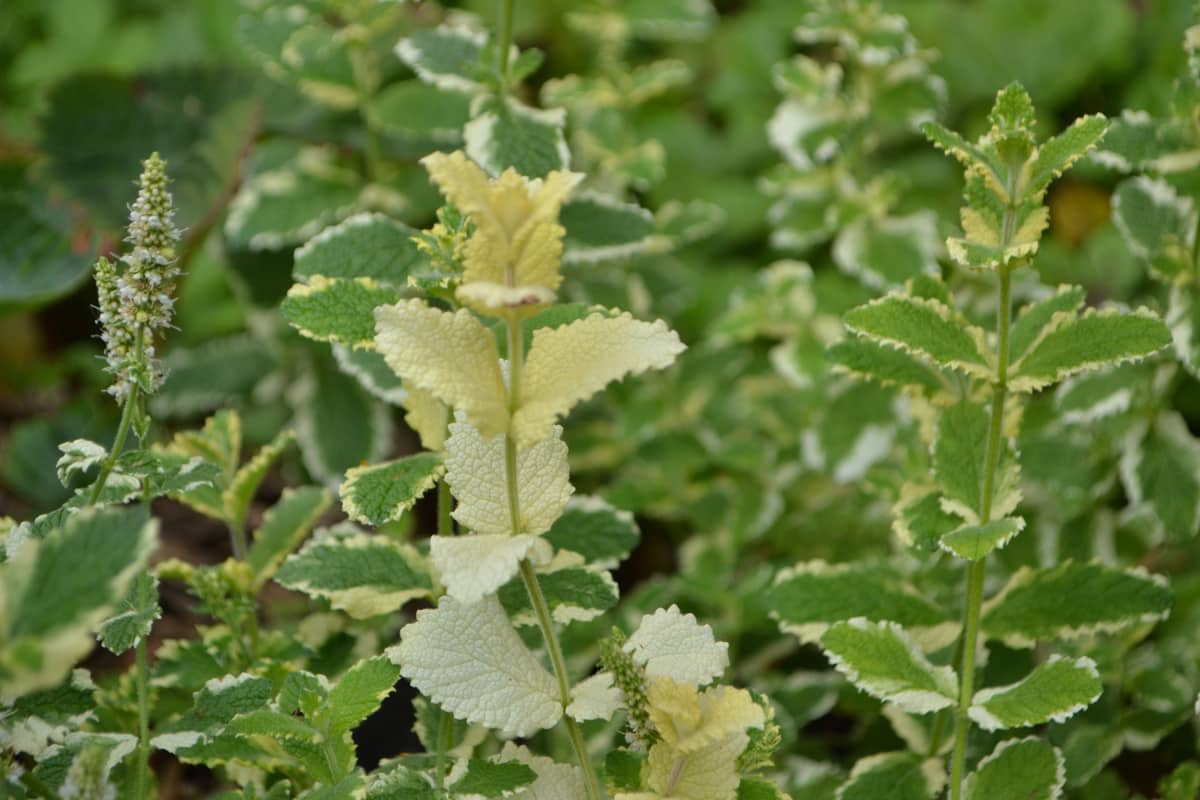Folhas dessa variedade, mescladas entre verde e branco